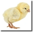 yellow chick
