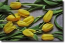 yellow tulips