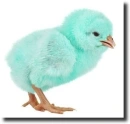 blue chick