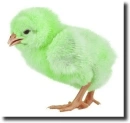 green chick