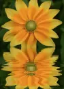 yellow flower