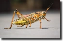 colored grasshopper