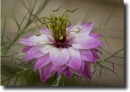 Nigella purple