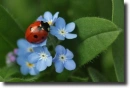 ladybird