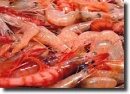 krill