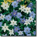 Ipheion