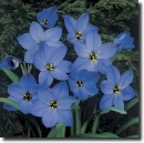 Ipheion