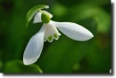 snowdrops