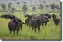 kaffir buffalo