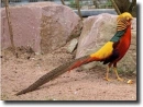 Gold pheasant