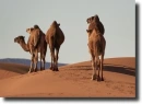 camels