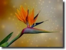 Strelitzia