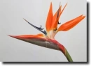 strelitzia