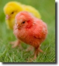 colored chicks