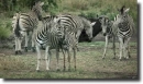 zebras