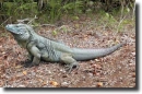 blue leguan