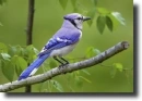 blue Jay