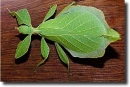 leaf locust