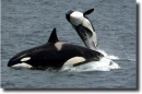 orcas