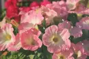 pink petunias