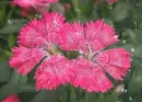 dianthus