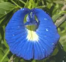 clitoria