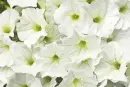 white petunia