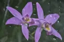 purple orchid