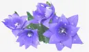 blue flower