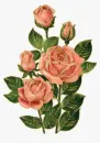 rosas