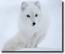 white fox