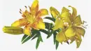 lilies