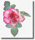 rosa