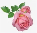 rosa
