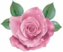 rosa
