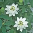 white passio flower