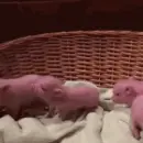 pigs