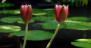 lotus flower