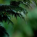 rain
