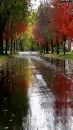 rain
