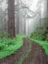 rain