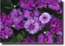 Purple dianthus