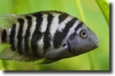 Zebrasügér