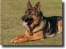 german sepherd