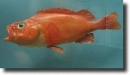 Vörös álsügér