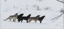 wolfs