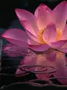 lotus flower