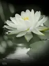 lotus flower