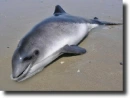 Barna delfin
