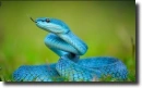 blue snake